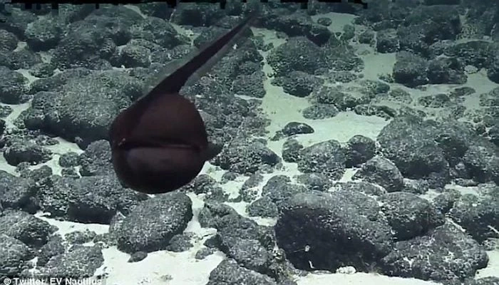 Χέλι αλλάζει μέγεθος σε δευτερόλεπτα (βίντεο)